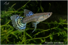 Poecilia reticulata