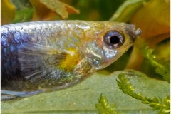 Poecilia reticulata