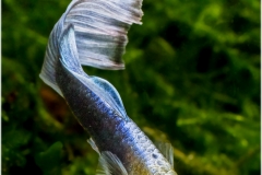 Poecilia reticulata