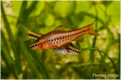 Puntius Titteya