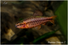 Puntius Titteya