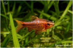 Puntius Titteya