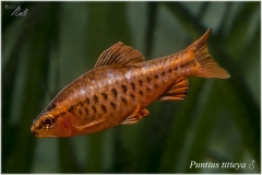 Puntius Titteya