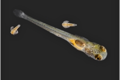 Puntius Titteya