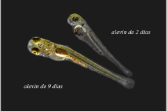 Puntius Titteya