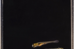 Puntius Titteya