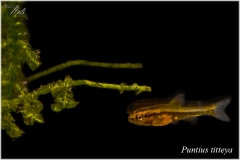 Puntius Titteya