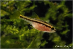 Puntius Titteya
