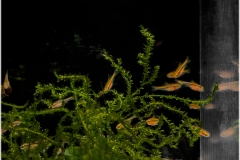 Puntius Titteya