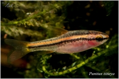 Puntius Titteya