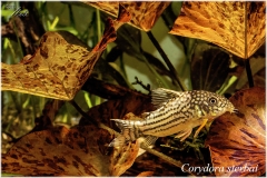 Corydora sterbai