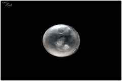 Huevo caracol