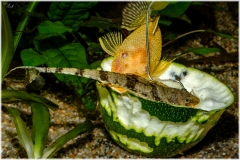 Ancistrus