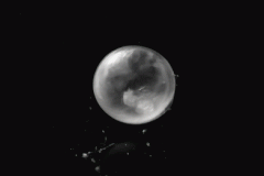 Huevo caracol
