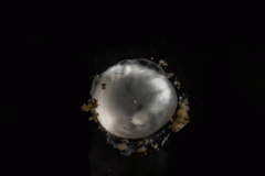 Huevo caracol