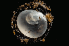 Huevo caracol
