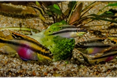 Pelvicachromis pulcher (kribensis)