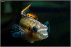 Pelvicachromis pulcher (kribensis)