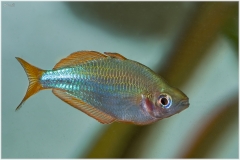 Melanotaenia praecox
