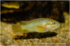 Pseudocrenilabrus philander