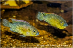 Pseudocrenilabrus philander
