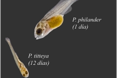 Puntius Titteya, Pseudocrenilabrus philander