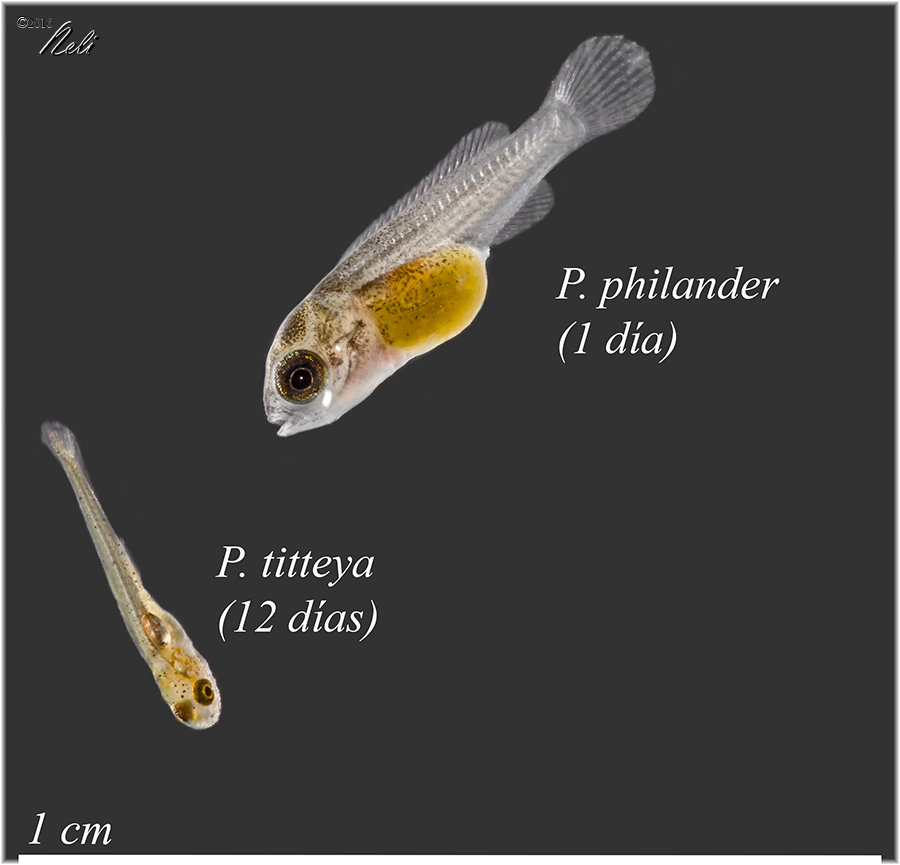 Puntius Titteya, Pseudocrenilabrus philander
