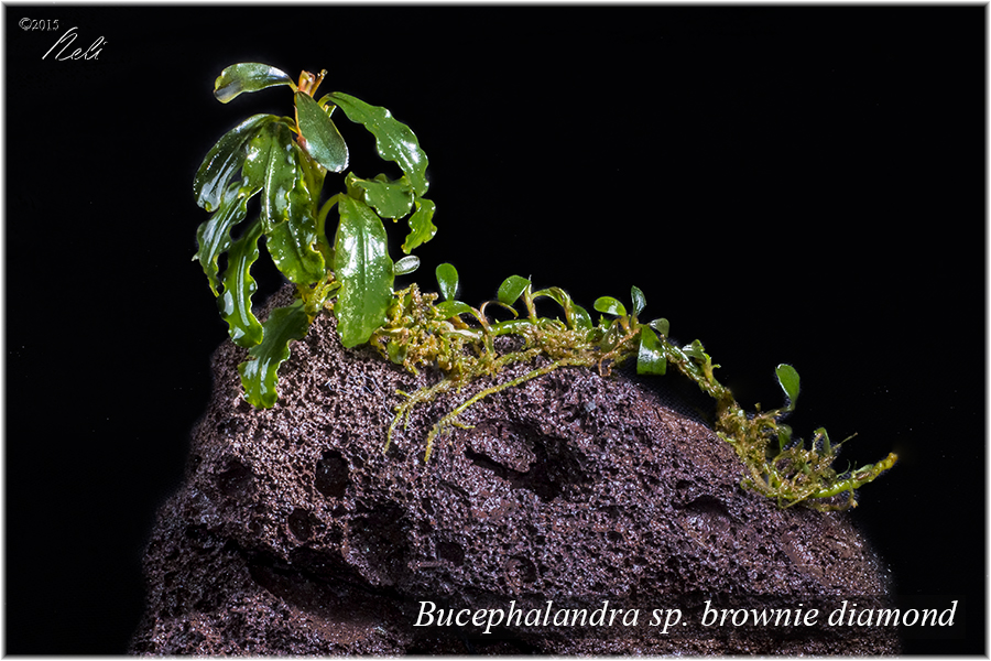 Bucephalandra sp. brownie diamond