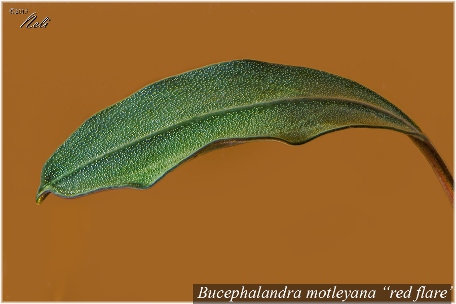 Bucephalandra motleyana red flare