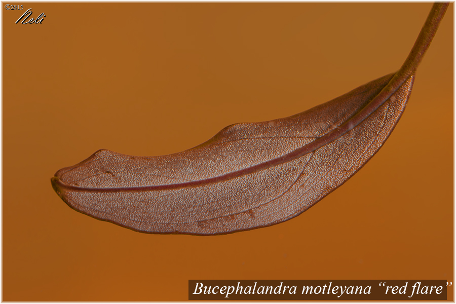 Bucephalandra motleyana red flare