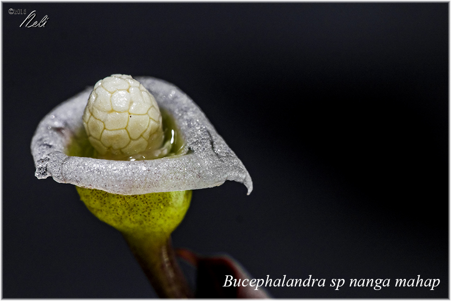 Bucephalandra sp nanga mahap
