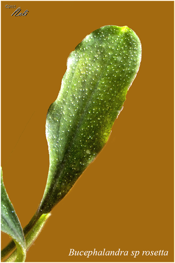 Bucephalandra sp rosetta
