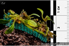Bucephalandra apple leaf