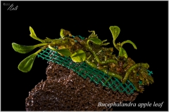 Bucephalandra apple leaf