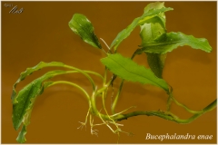 Bucephalandra enae