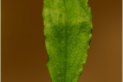 Bucephalandra enae