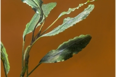 Bucephalandra godzilla