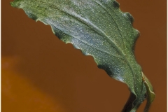 Bucephalandra godzilla