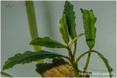 Bucephalandra godzilla