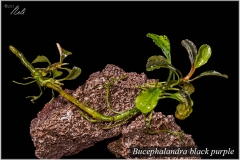 Bucephalandra black purple