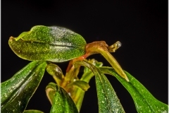 Bucephalandra sp. brownie diamond