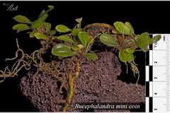 Bucephalandra mini coin
