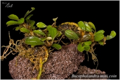 Bucephalandra mini coin