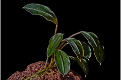 Bucephalandra motleyana red flare