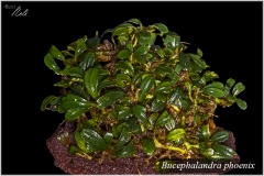 Bucephalandra phoenix