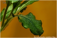 Bucephalandra rainbow blue