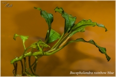 Bucephalandra rainbow blue