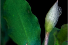 Bucephalandra sp nanga mahap
