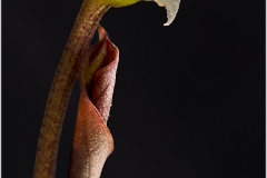Bucephalandra sp nanga mahap