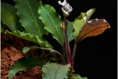 Bucephalandra sp nanga mahap